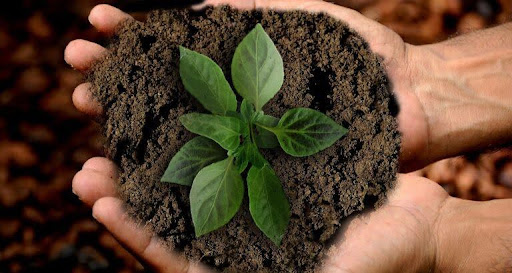human having soil and plant in hands