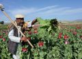Afghanistan's Poppy Problem: The Geopolitics and Economics of Opium Cultivation