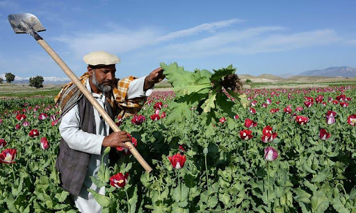 Afghanistan's Poppy Problem: The Geopolitics and Economics of Opium Cultivation